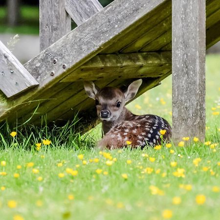 Deer Cottage 2 Uk39332 Biddenden Dış mekan fotoğraf