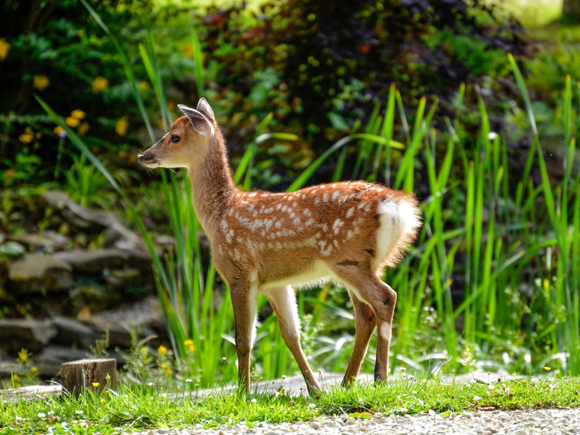 Deer Cottage 2 Uk39332 Biddenden Dış mekan fotoğraf
