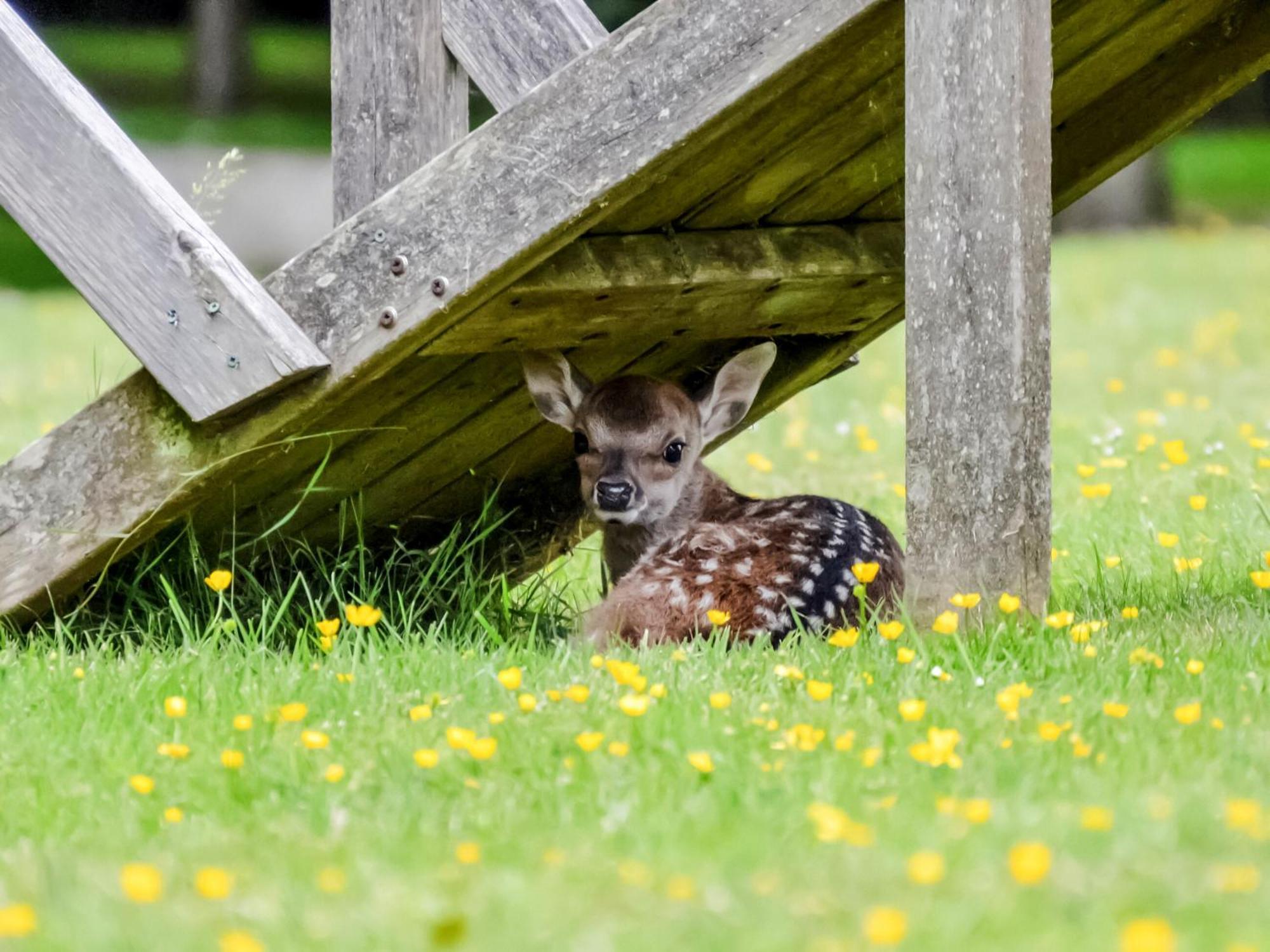Deer Cottage 2 Uk39332 Biddenden Dış mekan fotoğraf