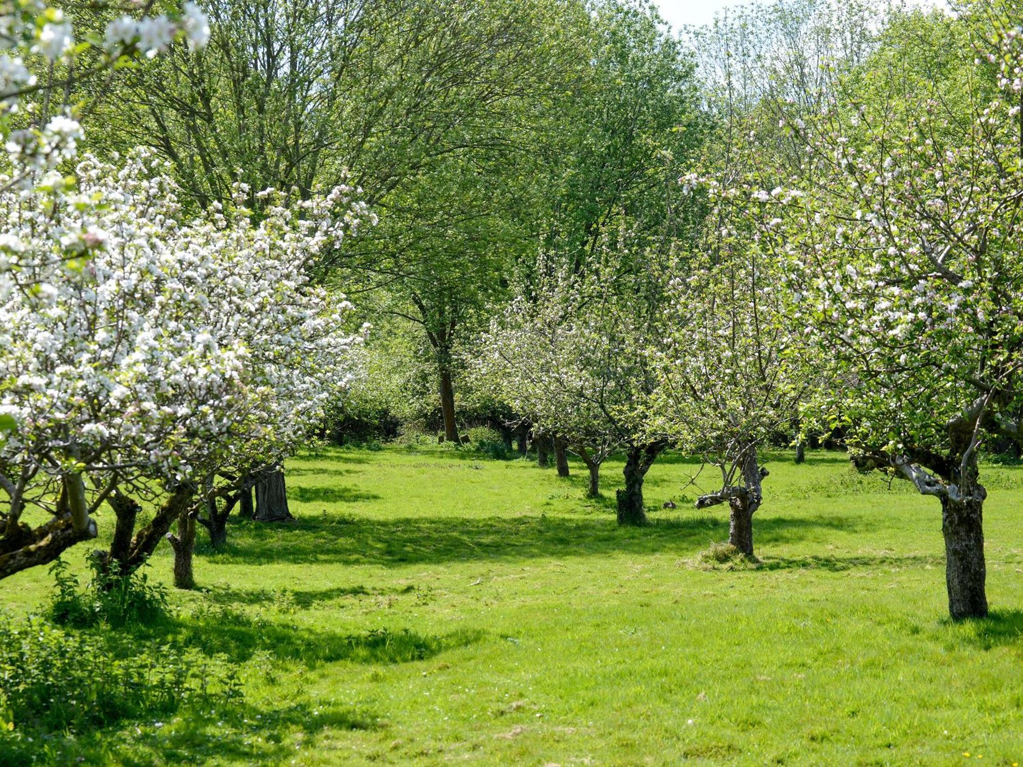 Deer Cottage 2 Uk39332 Biddenden Dış mekan fotoğraf
